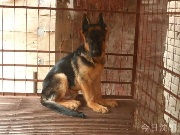 诚信买卖纯种德国牧羊犬幼犬疫苗做齐 - 1300元