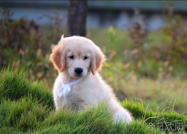 高品金毛犬出售、聪明伶俐性格温顺—最适合家庭养宠物 - 1300元