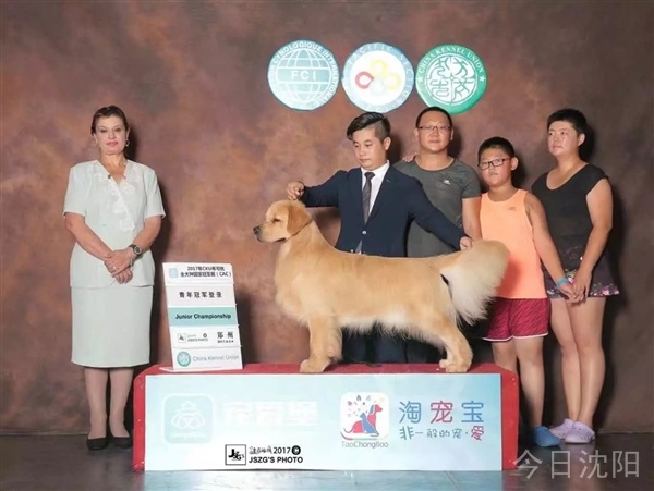 沈阳啸澜犬舍美系金毛犬