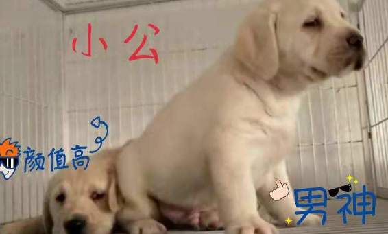 出售拉布拉多幼犬，签协议